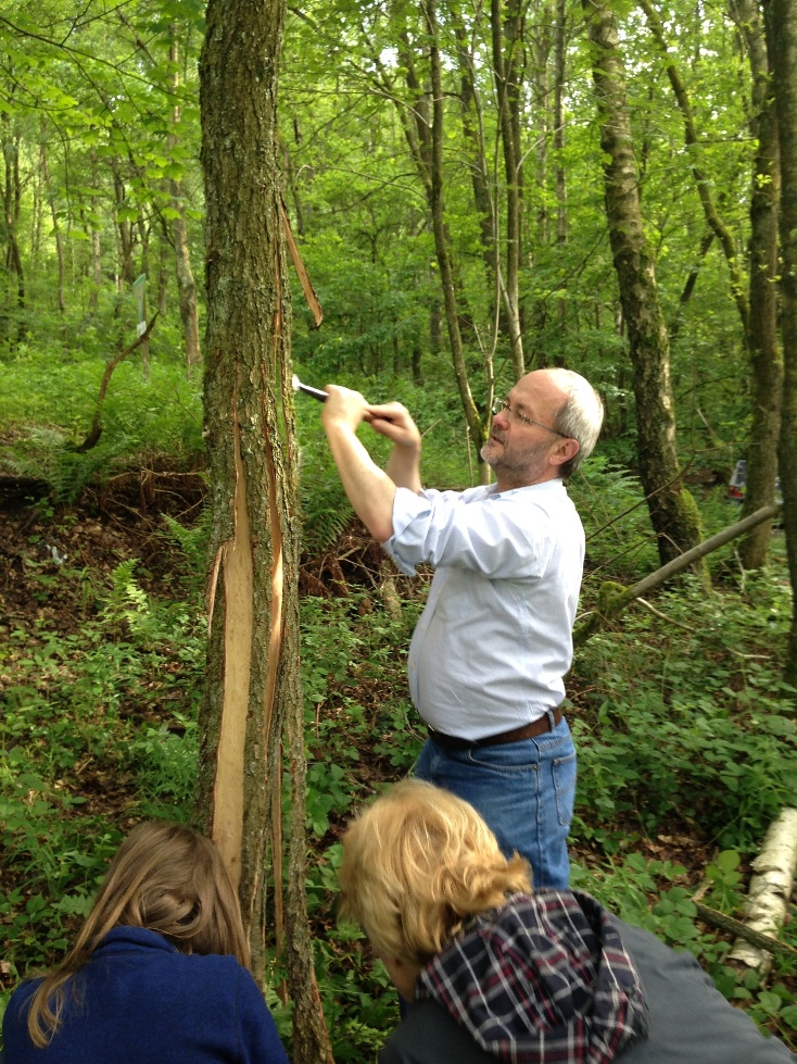 Traditionelles Lohschälen im Hauberg Traditionelles Lohschälen im Hauberg